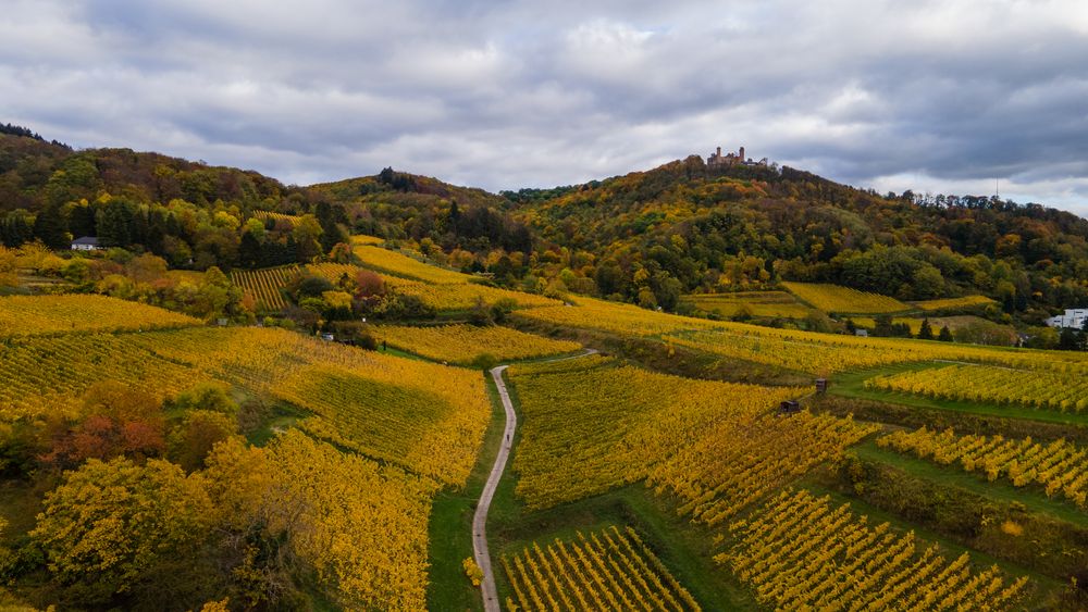 Herbst in den Weinbergen