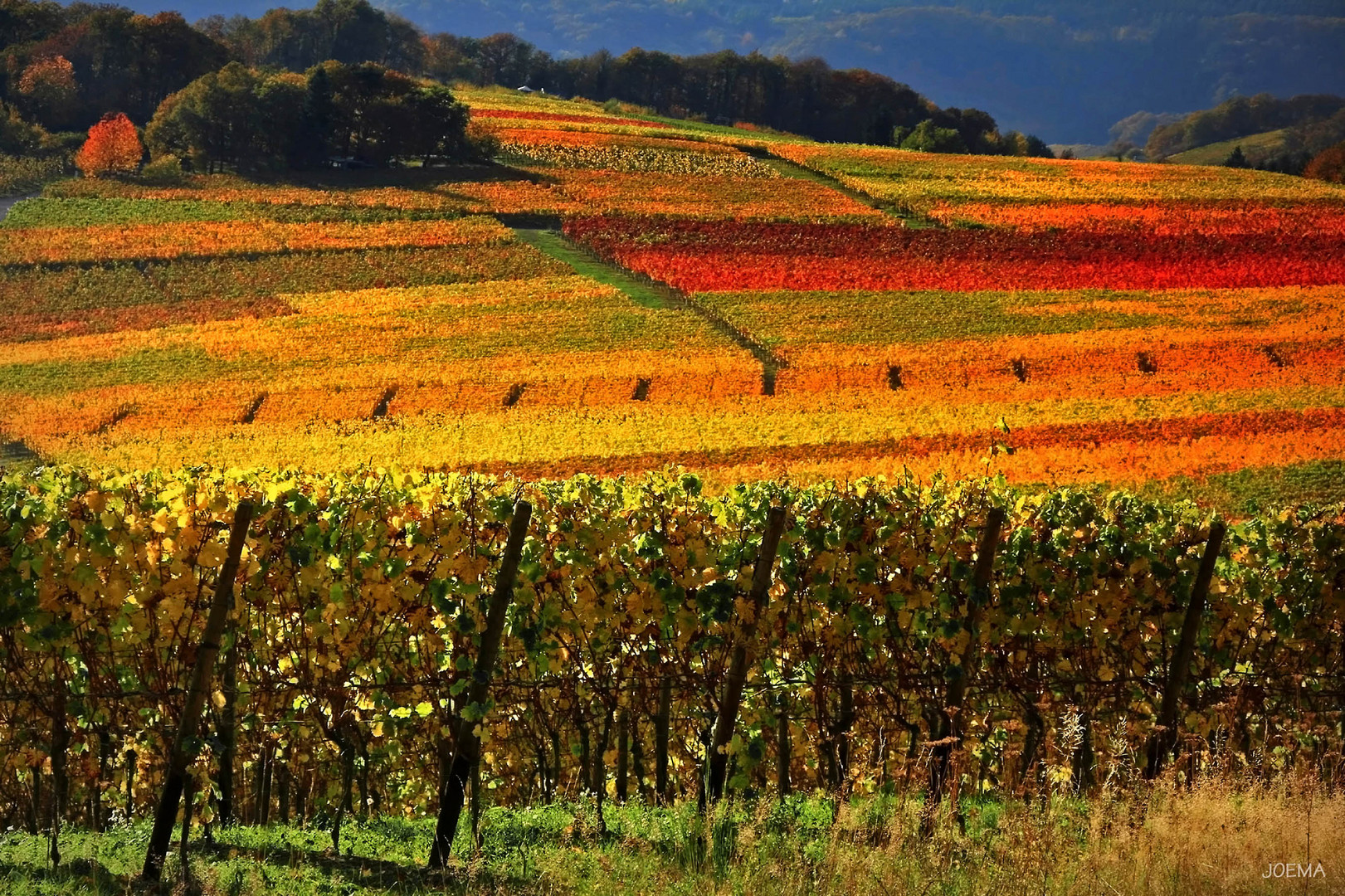 Herbst in den Weinbergen (4)