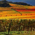 Herbst in den Weinbergen (4)