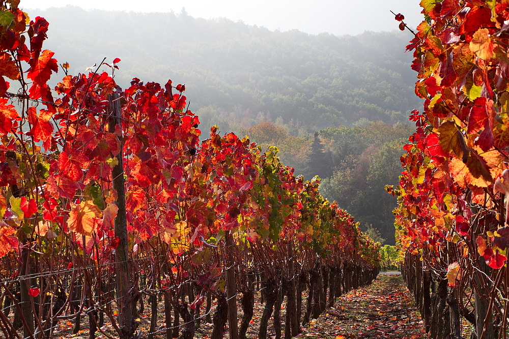 Herbst in den Weinbergen.