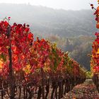 Herbst in den Weinbergen.