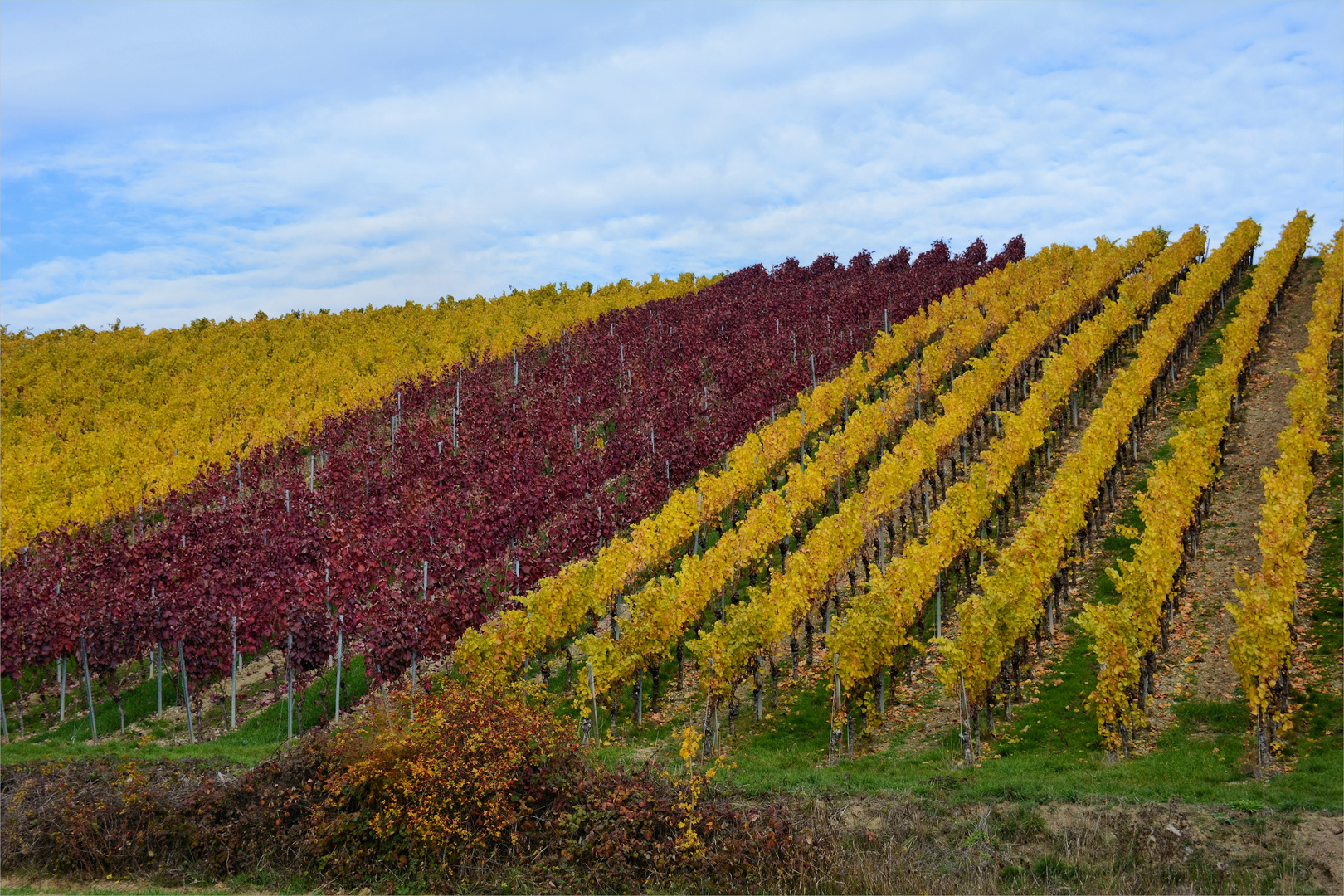 Herbst in den Weinbergen