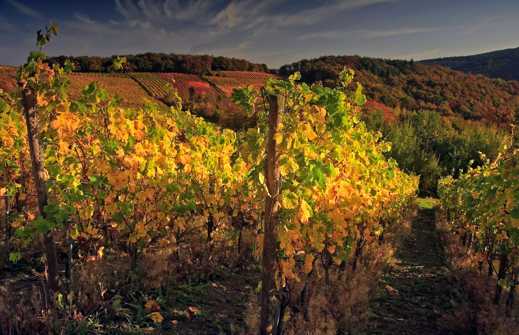 Herbst in den Weinbergen (7)