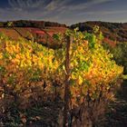 Herbst in den Weinbergen (7)