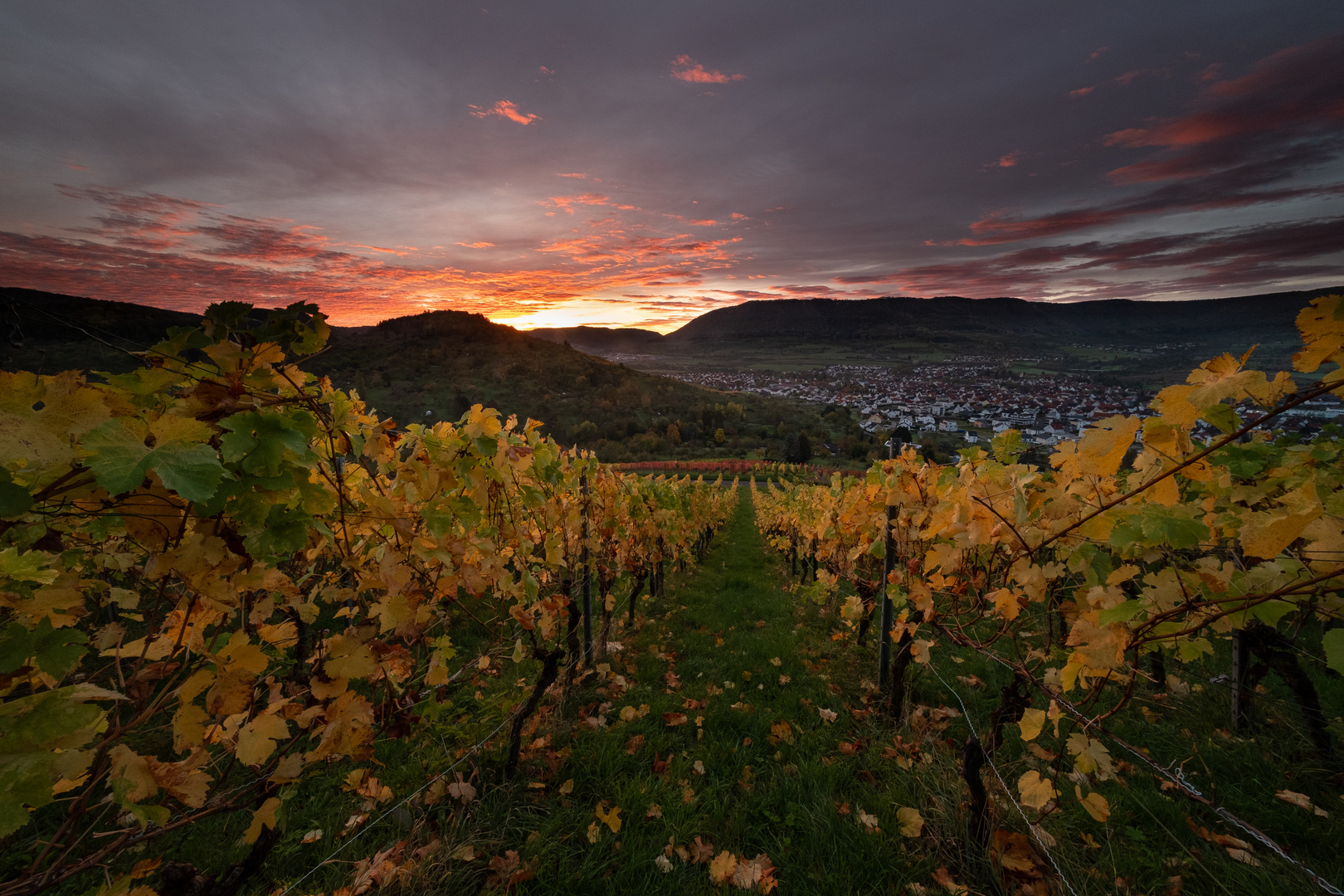 Herbst in den Weinbergen