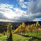 Herbst in den Weinbergen