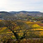 Herbst in den Weinbergen