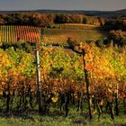 Herbst in den Weinbergen