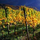 Herbst in den Weinbergen (8)