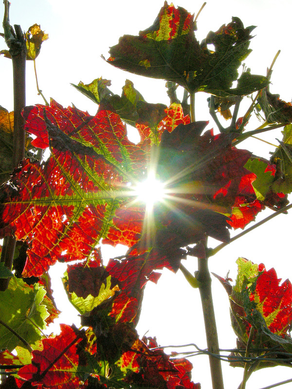 Herbst in den Weinbergen