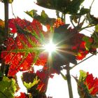 Herbst in den Weinbergen