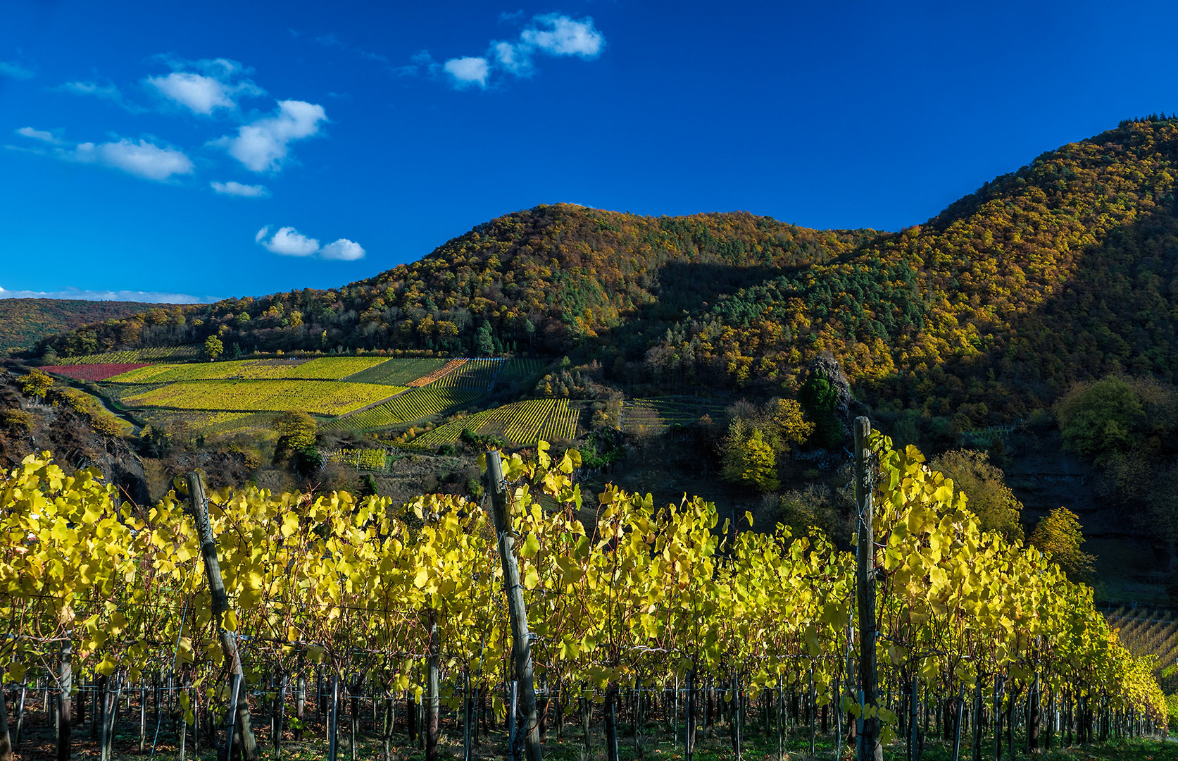 Herbst in den Weinbergen