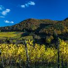 Herbst in den Weinbergen