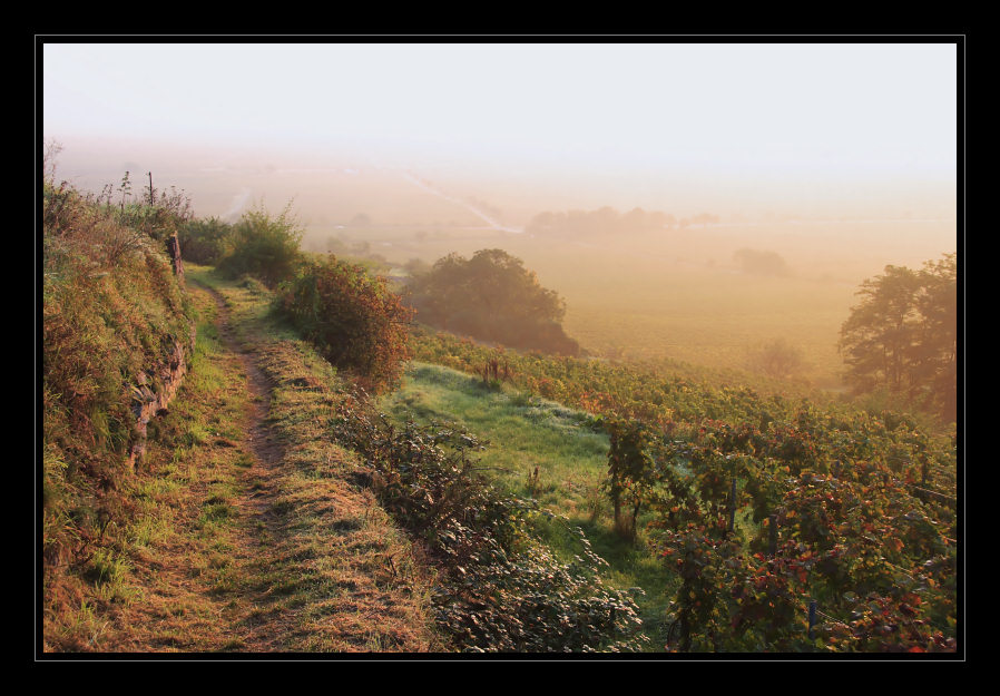 Herbst in den Weinbergen