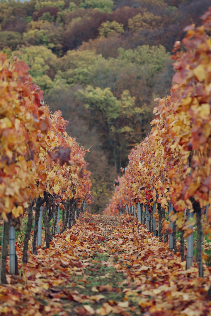 Herbst in den Weinbergen