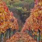 Herbst in den Weinbergen