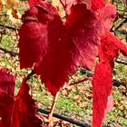 Herbst in den Weinbergen.