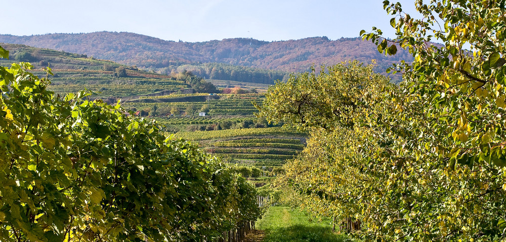 HERBST IN DEN WEINBERGEN