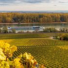 Herbst in den Weinbergen am Rhein