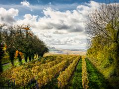 Herbst in den Weinbergen bei Auggen