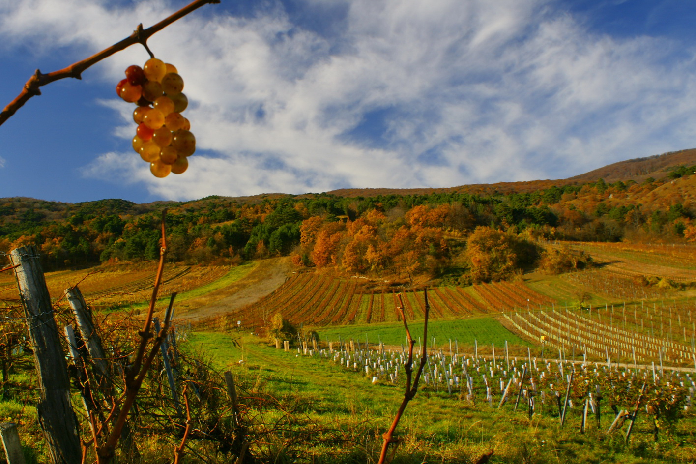 Herbst in den Weinbergen bei Gumpoldskirchen - Südlich von Wien