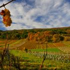 Herbst in den Weinbergen bei Gumpoldskirchen - Südlich von Wien