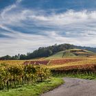 Herbst in den Weinbergen bei Löwenstein