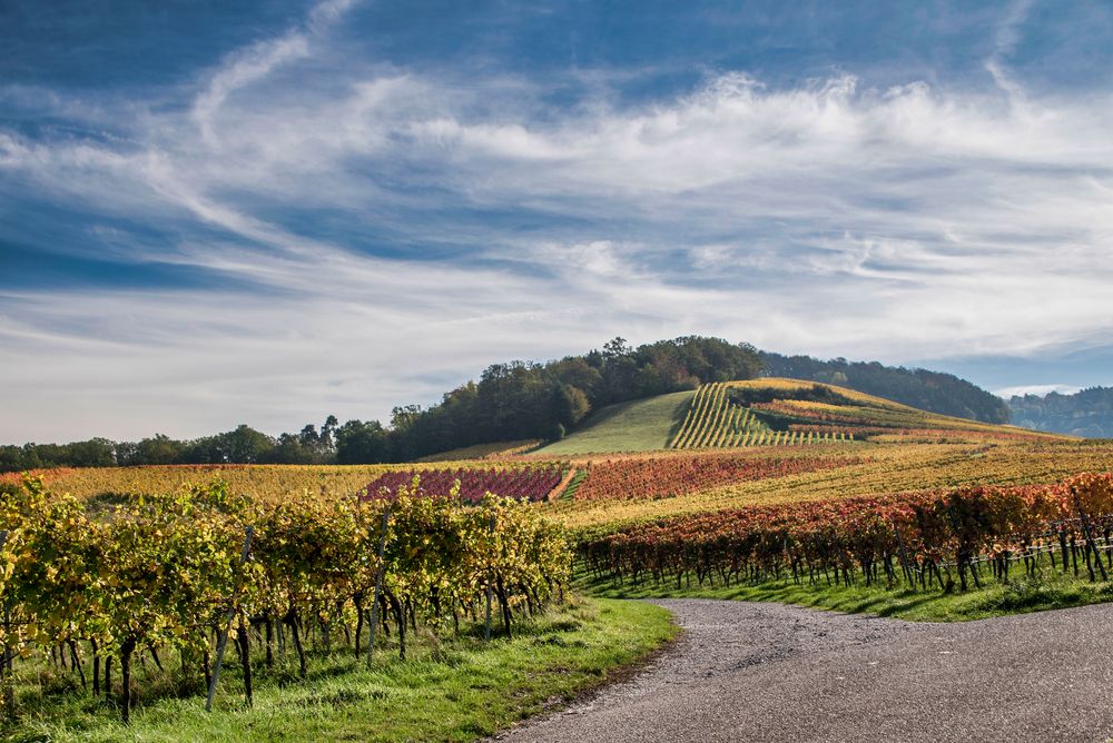 Herbst in den Weinbergen bei Löwenstein