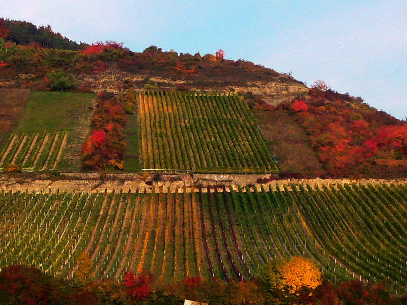 Herbst in den Weinbergen bei Thüngersheim