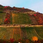 Herbst in den Weinbergen bei Thüngersheim