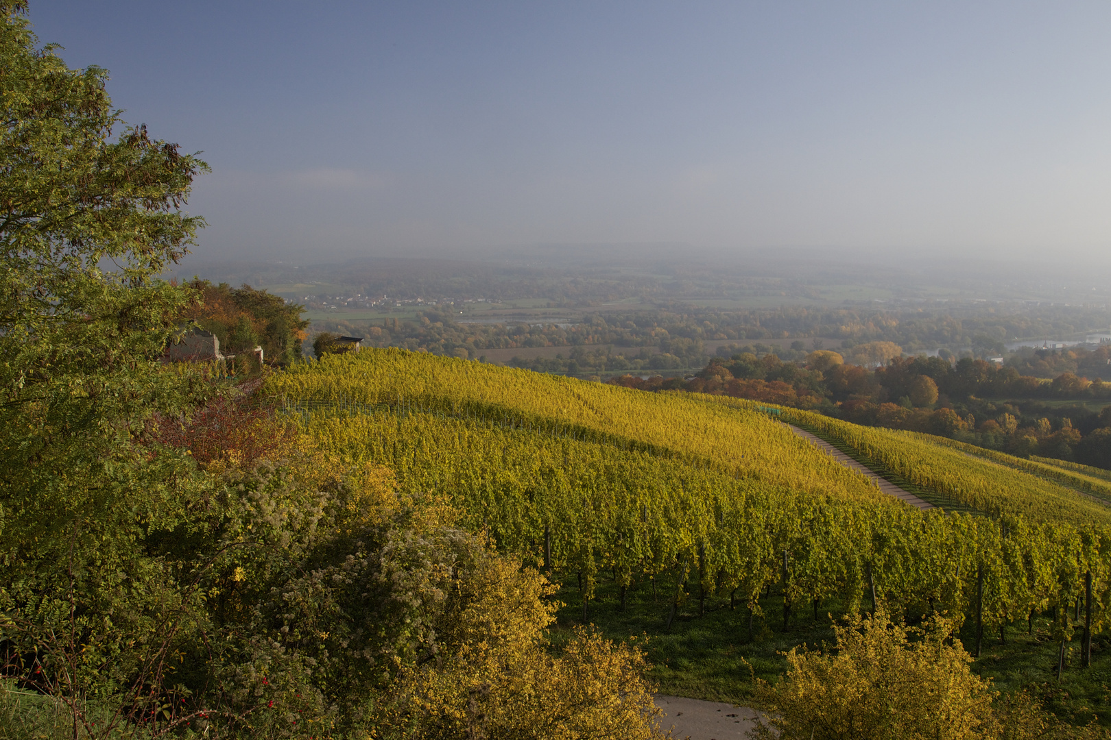 Herbst in den Weinbergen