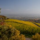 Herbst in den Weinbergen