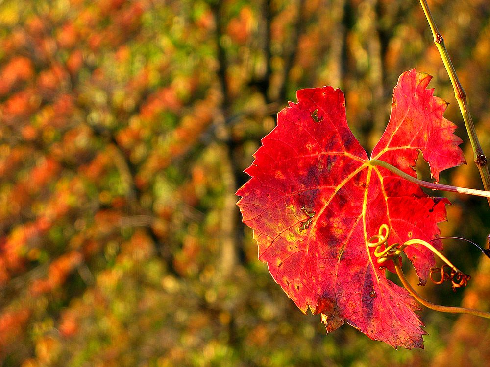 Herbst in den Weinbergen