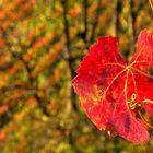 Herbst in den Weinbergen