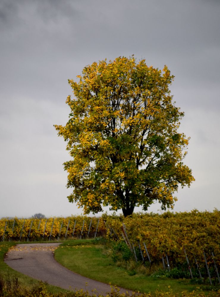 Herbst in den Weinbergen