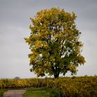 Herbst in den Weinbergen