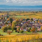 Herbst in den Weinbergen