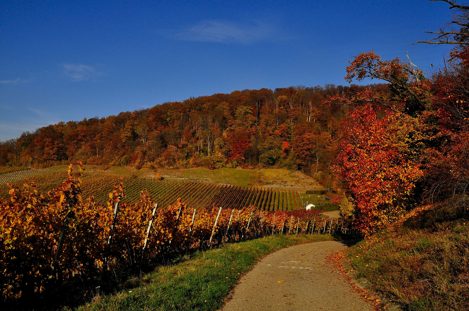 Herbst in den Weinbergen