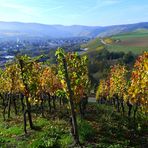 Herbst in den Weinbergen