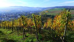 Herbst in den Weinbergen