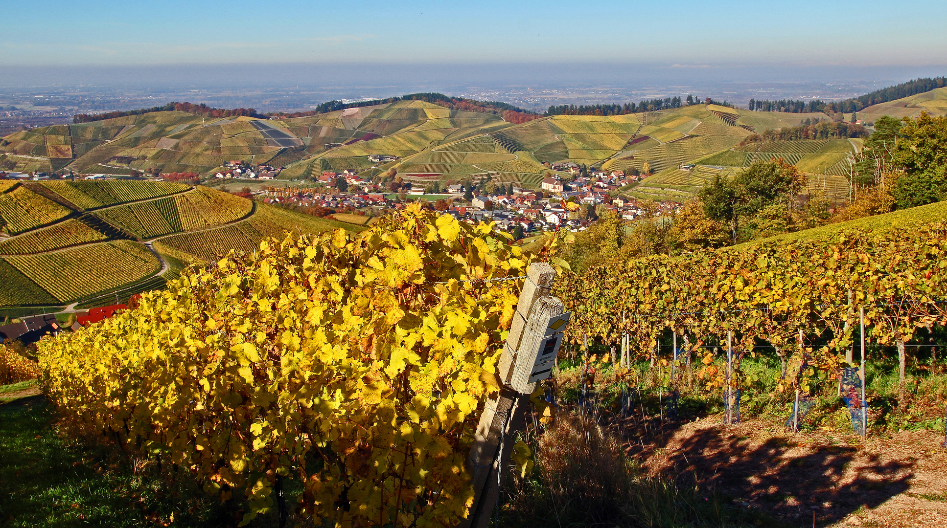 Herbst in den Weinbergen