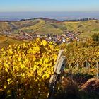 Herbst in den Weinbergen