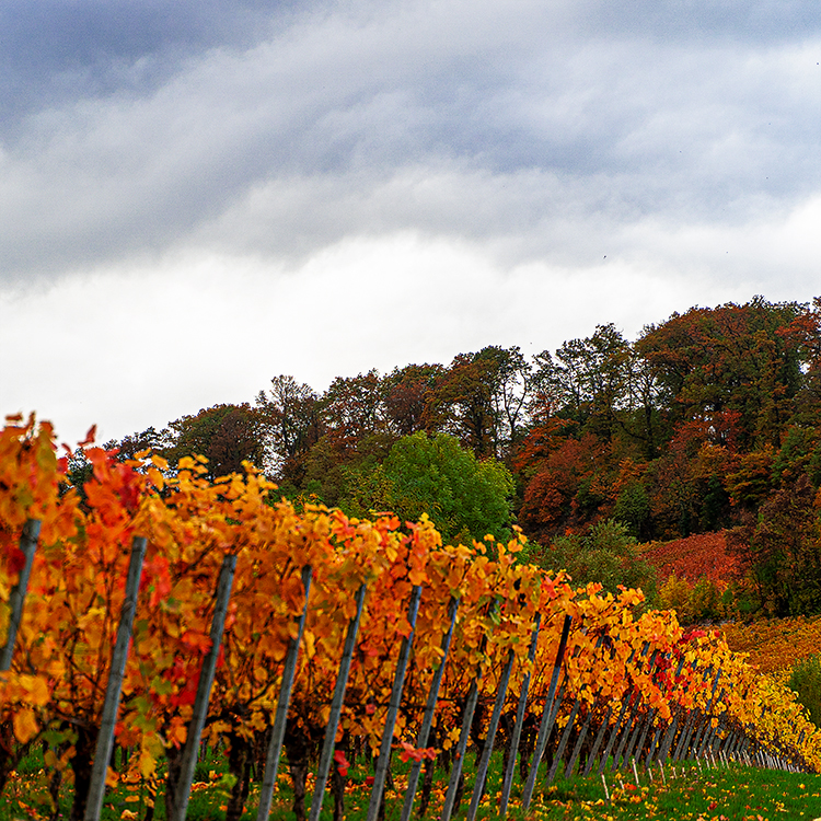 Herbst in den Weinbergen