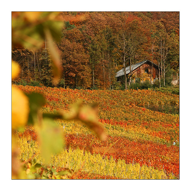 Herbst in den Weinbergen der Ahr