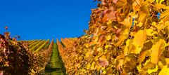 Herbst in den Weinbergen der Heimat. 