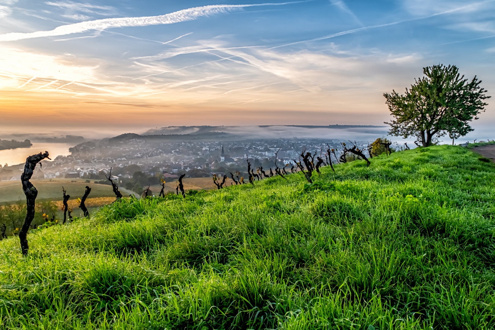 Herbst in den Weinbergen