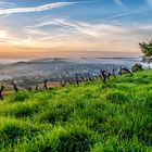 Herbst in den Weinbergen