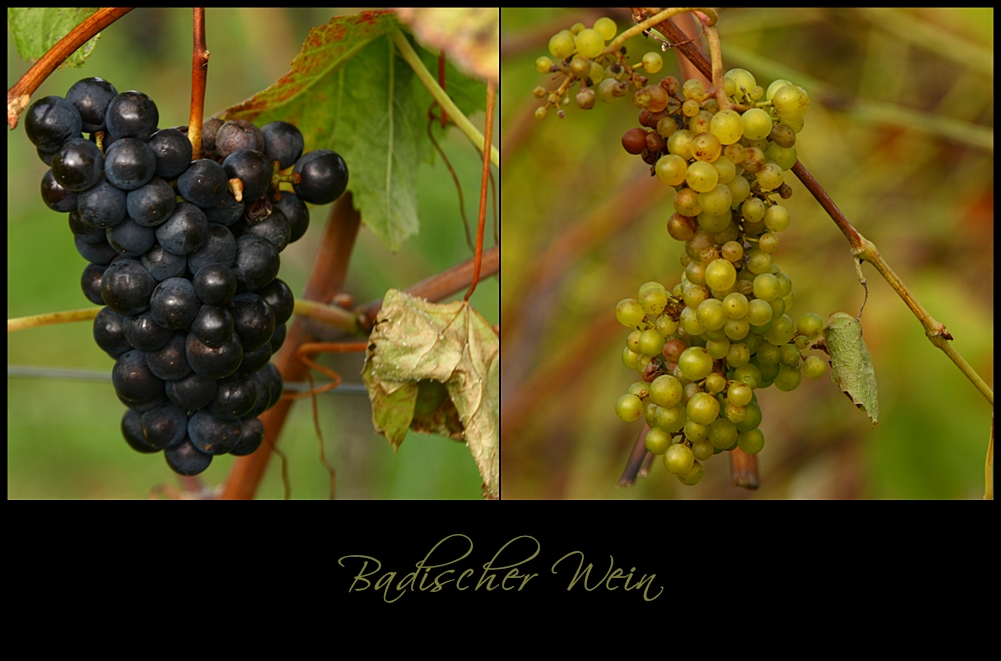 Herbst in den Weinbergen