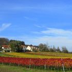 Herbst in den Weinbergen