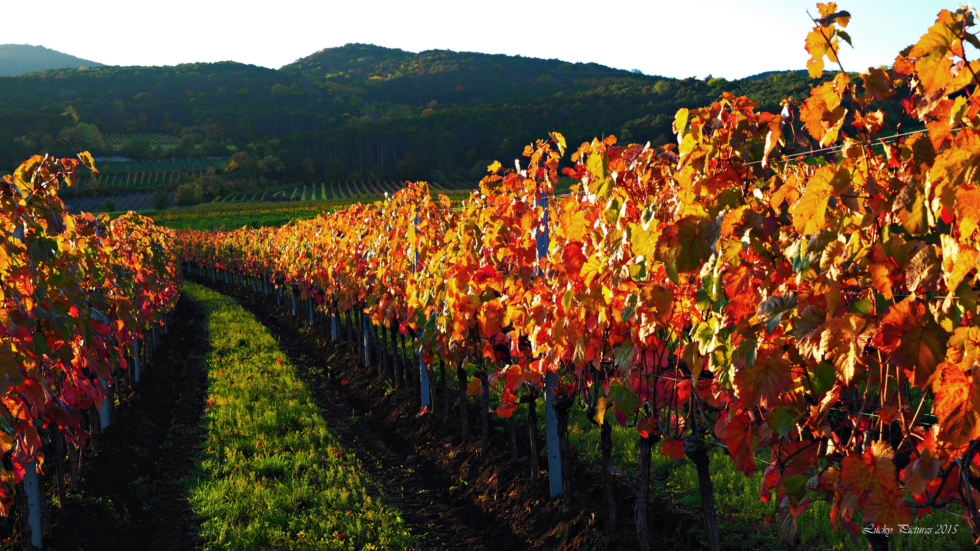 Herbst in den Weinbergen